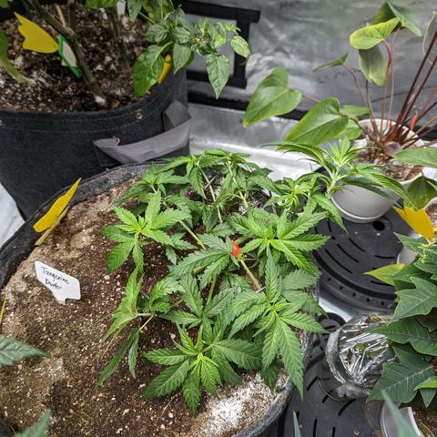 Tangerine Power growlog timeline photo