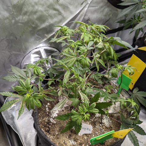Hella Jelly growlog timeline photo