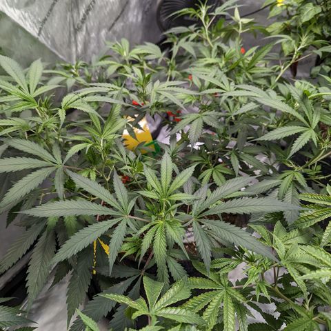 Alaskan Thunder Fuck  growlog timeline photo