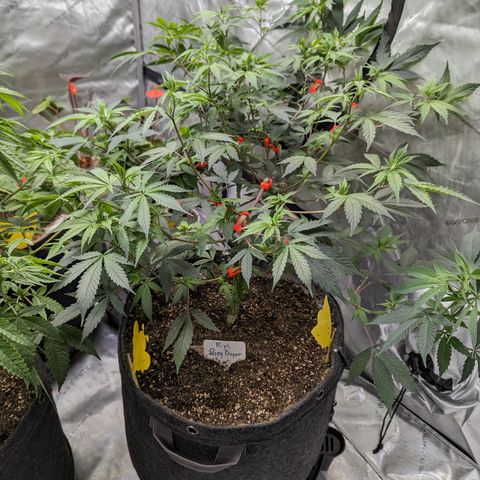 Purple Panty Dropper  growlog timeline photo