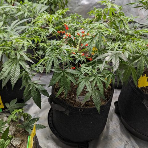 Blueberry Cupcake  growlog timeline photo