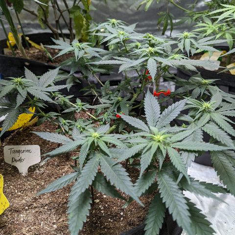 Tangerine Power growlog timeline photo