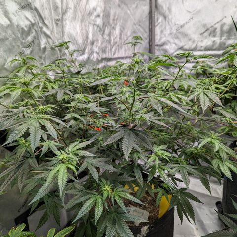Blueberry Cupcake  growlog timeline photo