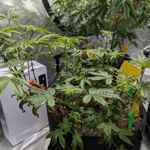 Hella Jelly growlog timeline photo
