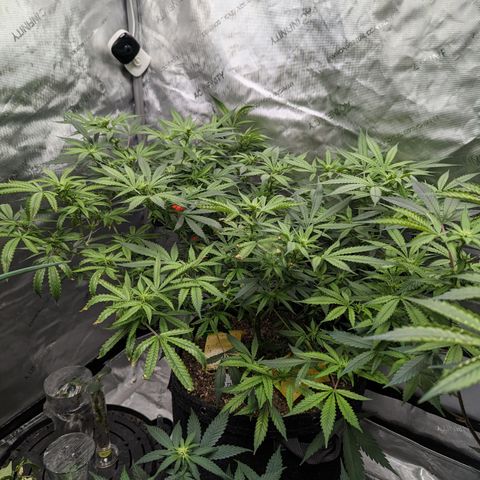 Alaskan Thunder Fuck  growlog timeline photo