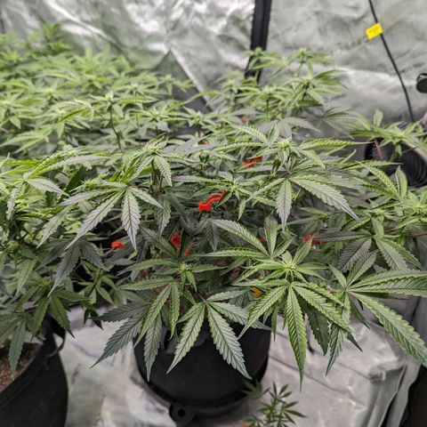 Purple Panty Dropper  growlog timeline photo