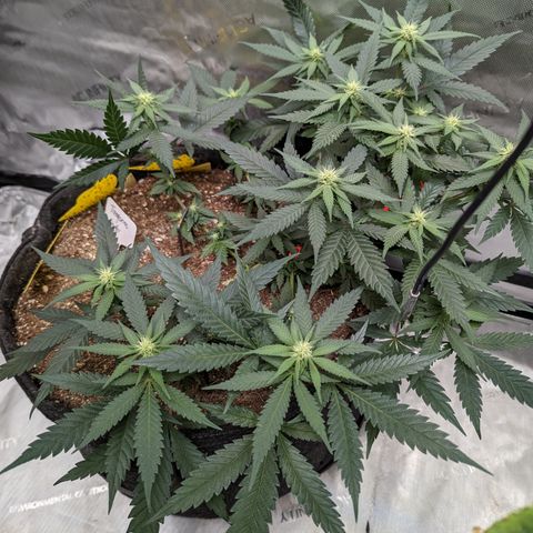 Tangerine Power growlog timeline photo