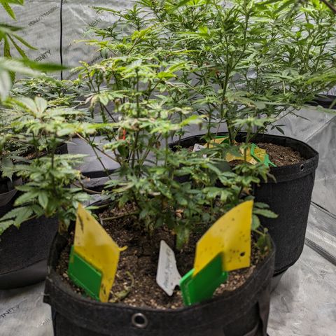Hella Jelly growlog timeline photo