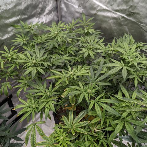 Alaskan Thunder Fuck  growlog timeline photo