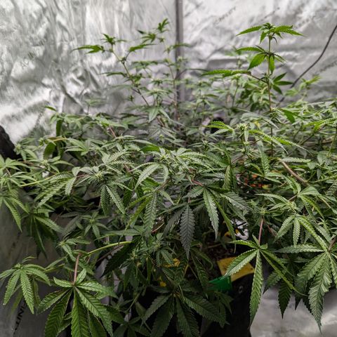Blueberry Cupcake  growlog timeline photo