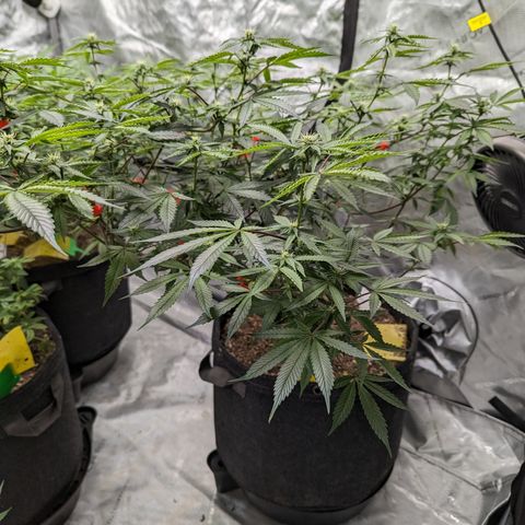Purple Panty Dropper  growlog timeline photo