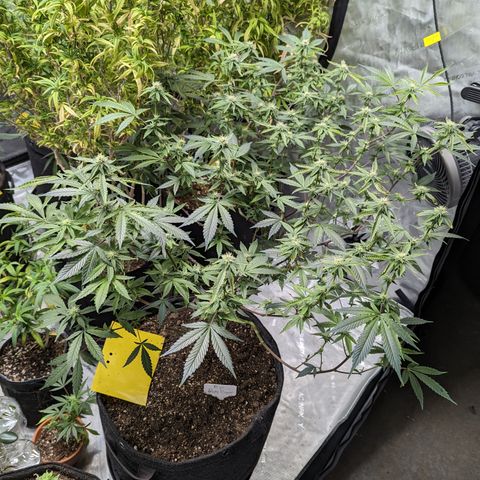 Purple Panty Dropper  growlog timeline photo