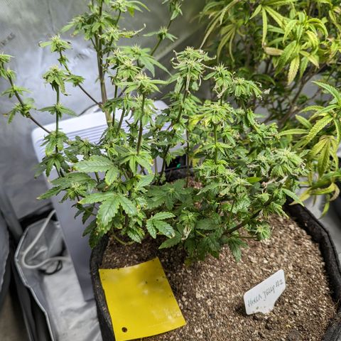 Hella Jelly growlog timeline photo