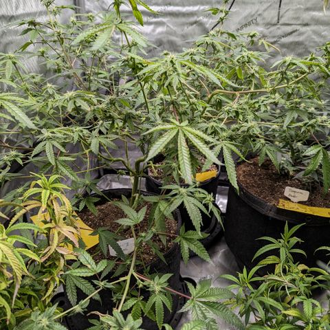 Blueberry Cupcake  growlog timeline photo