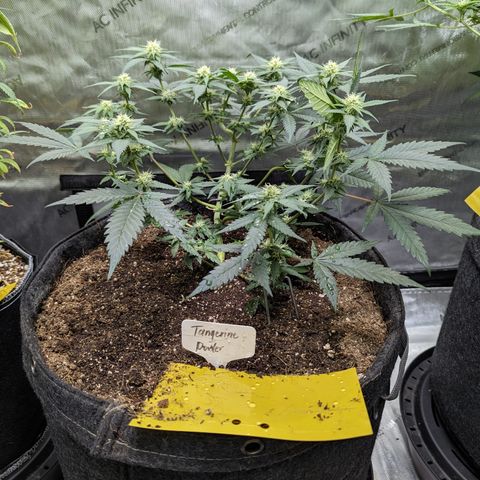 Tangerine Power growlog timeline photo