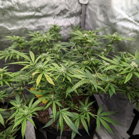 Alaskan Thunder Fuck  growlog timeline photo