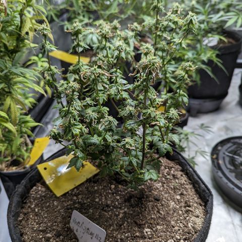 Hella Jelly growlog timeline photo