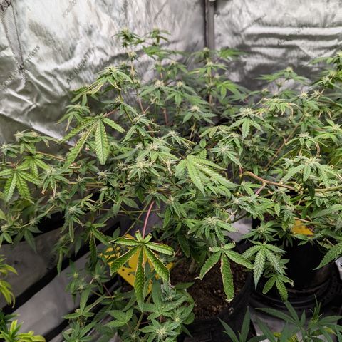 Blueberry Cupcake  growlog timeline photo
