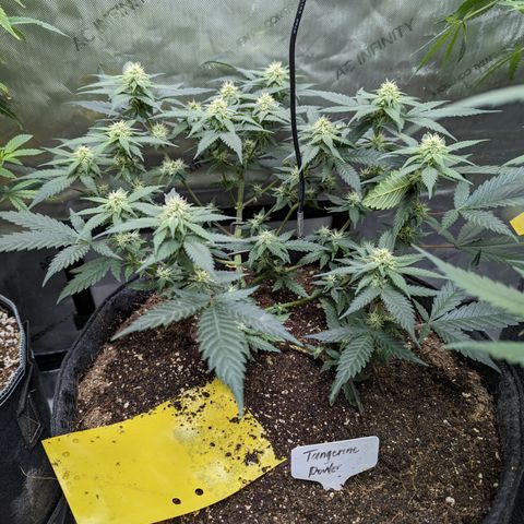 Tangerine Power growlog timeline photo