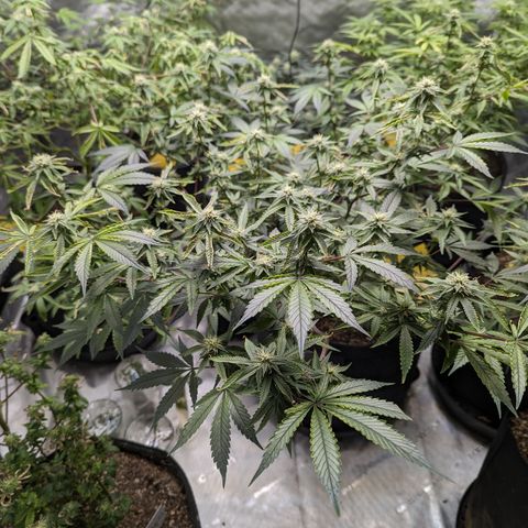 Purple Panty Dropper  growlog timeline photo