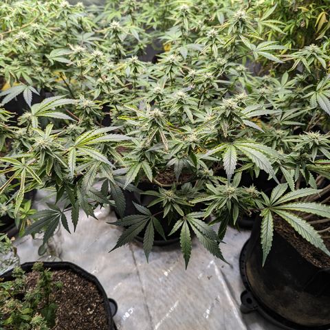 Purple Panty Dropper  growlog timeline photo