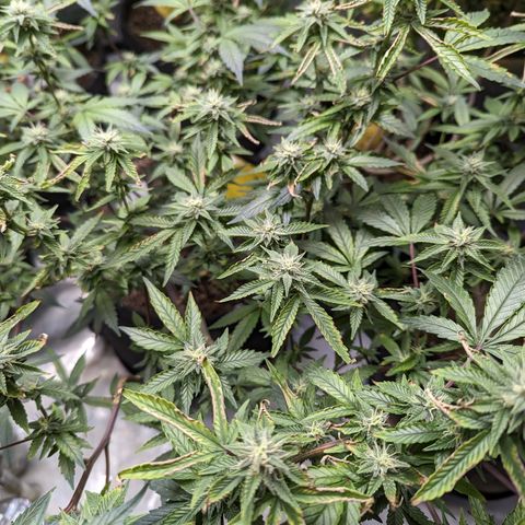Purple Panty Dropper  growlog timeline photo