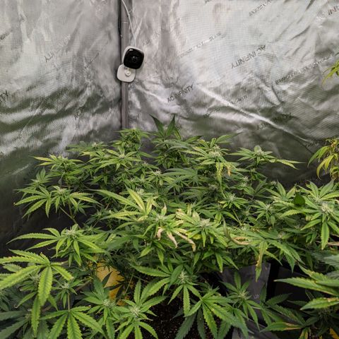 Alaskan Thunder Fuck  growlog timeline photo