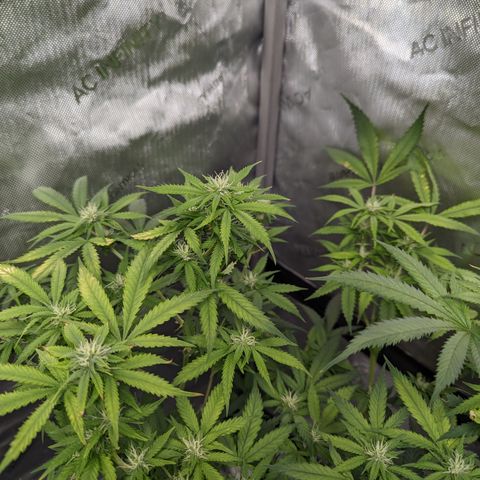 Alaskan Thunder Fuck  growlog timeline photo