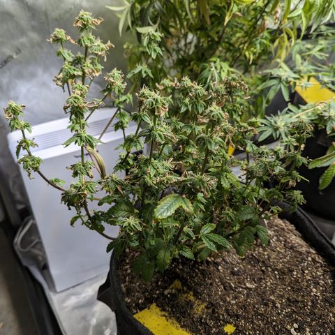 Hella Jelly growlog timeline photo