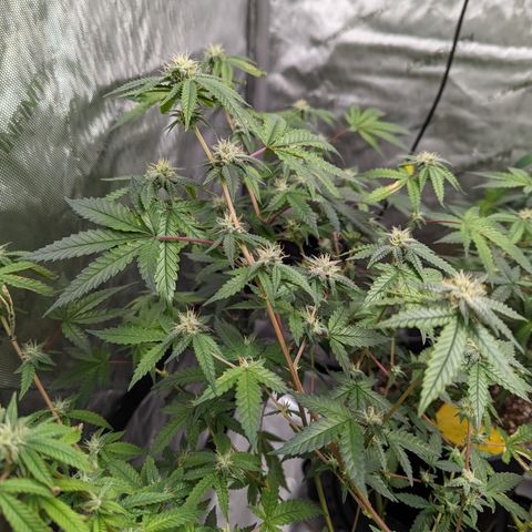 Blueberry Cupcake  growlog timeline photo