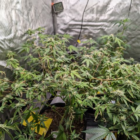 Blueberry Cupcake  growlog timeline photo
