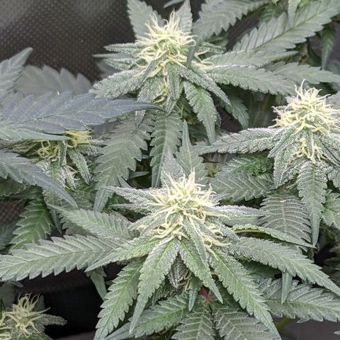 Tangerine Power growlog timeline photo