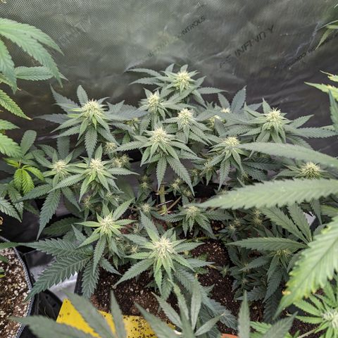 Tangerine Power growlog timeline photo