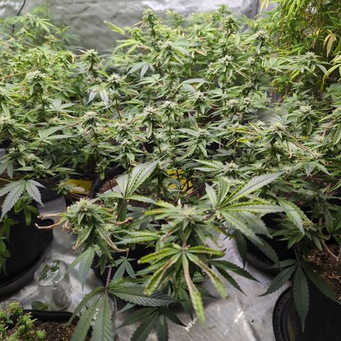 Purple Panty Dropper  growlog timeline photo