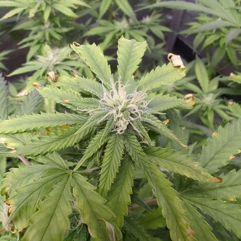 Alaskan Thunder Fuck  growlog timeline photo