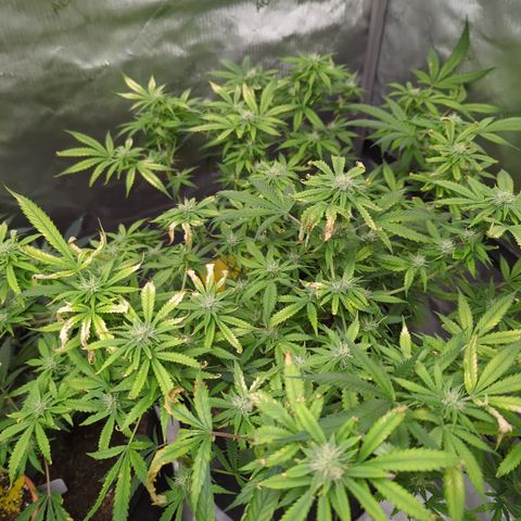 Alaskan Thunder Fuck  growlog timeline photo