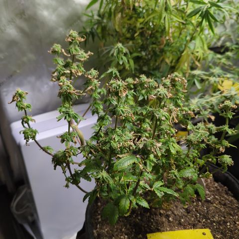 Hella Jelly growlog timeline photo