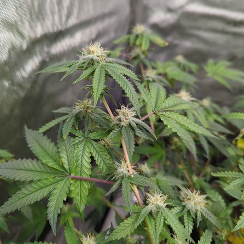 Blueberry Cupcake  growlog timeline photo