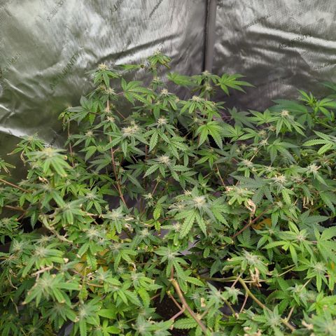 Blueberry Cupcake  growlog timeline photo