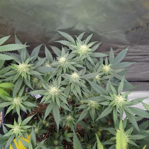 Tangerine Power growlog timeline photo