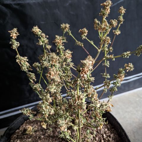 Hella Jelly growlog timeline photo