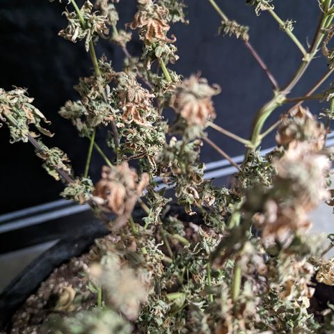 Hella Jelly growlog timeline photo