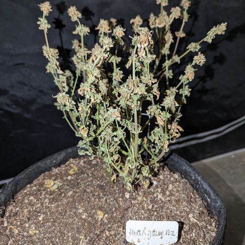 Hella Jelly growlog timeline photo