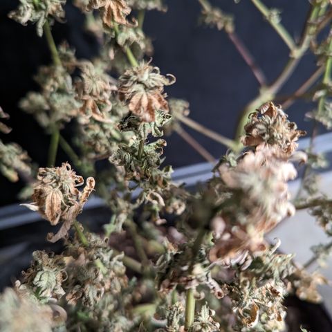 Hella Jelly growlog timeline photo
