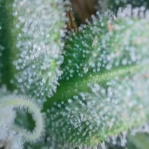 Purple Panty Dropper  growlog timeline photo