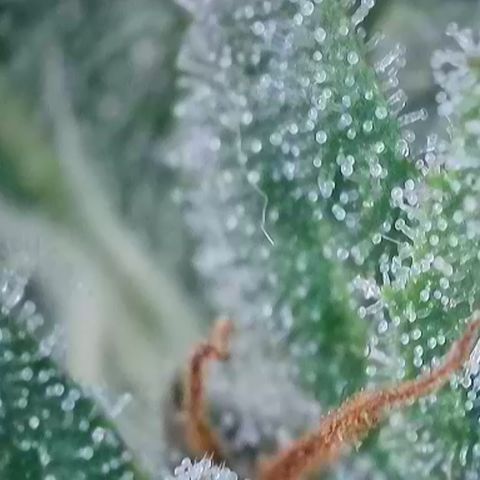 Purple Panty Dropper  growlog timeline photo