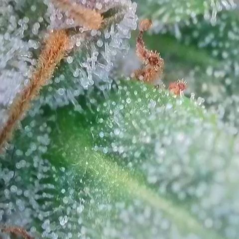 Purple Panty Dropper  growlog timeline photo