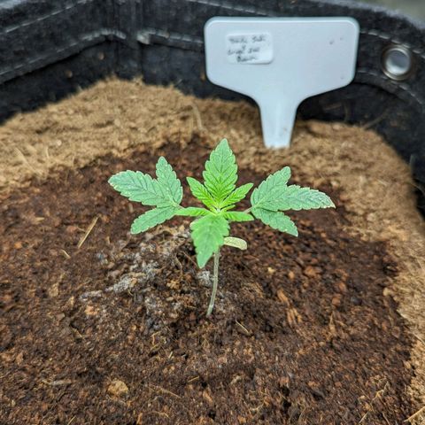 Dark Jedi x Grape Dosi Breath growlog timeline photo
