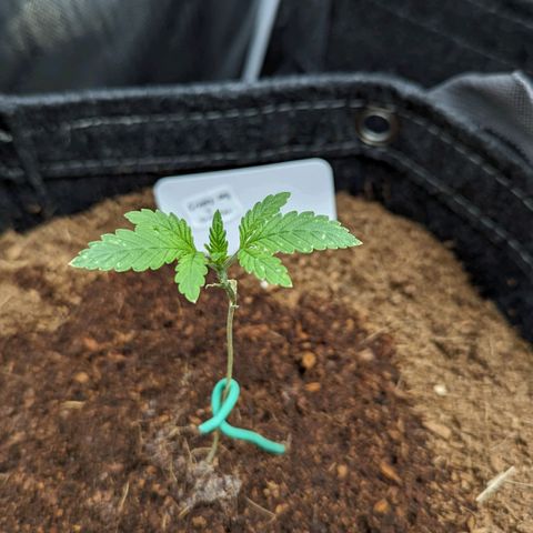 Grapez OG x True MAC growlog timeline photo
