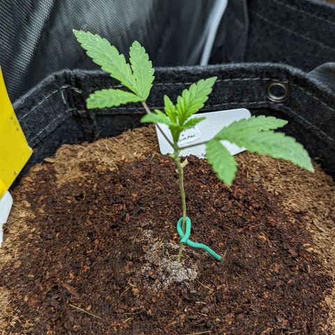 Grapez OG x True MAC growlog timeline photo
